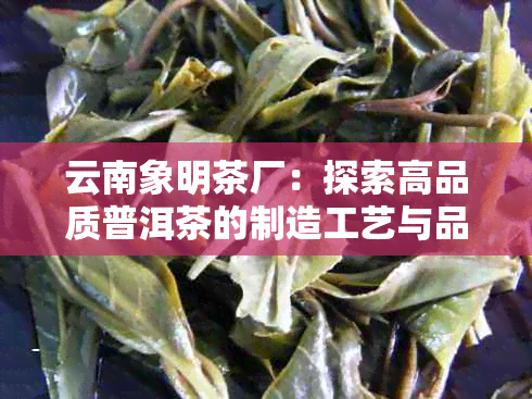 云南象明茶厂：探索高品质普洱茶的制造工艺与品种，了解茶叶的故事和文化