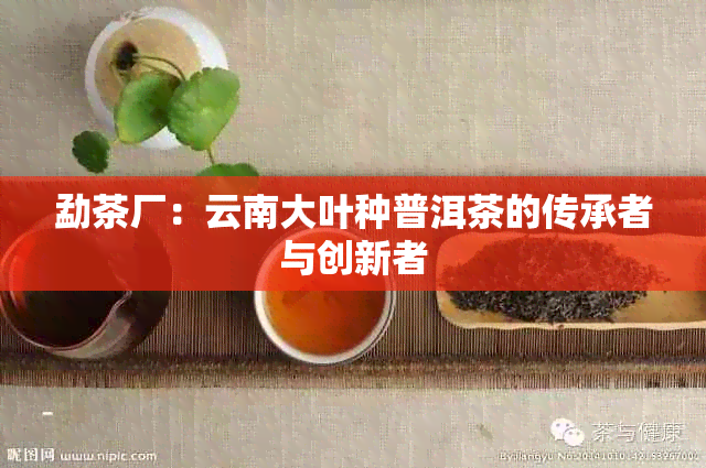 勐茶厂：云南大叶种普洱茶的传承者与创新者