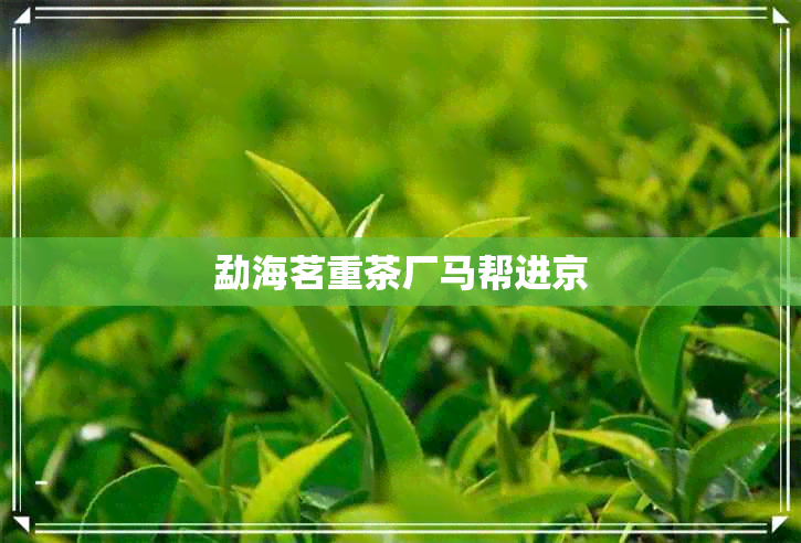 勐海茗重茶厂马帮进京