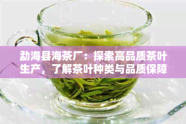 勐海县海茶厂：探索高品质茶叶生产，了解茶叶种类与品质保障