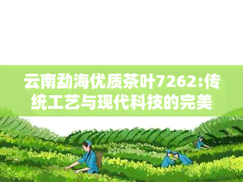 云南勐海优质茶叶7262:传统工艺与现代科技的完美融合