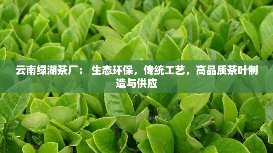 云南绿湖茶厂： 生态环保，传统工艺，高品质茶叶制造与供应