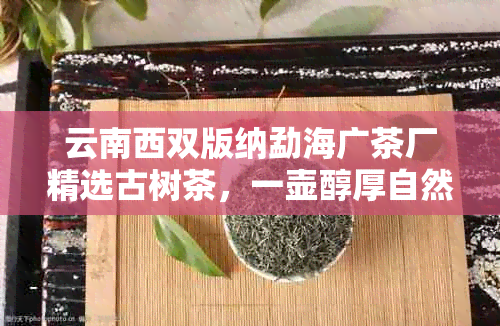 云南西双版纳勐海广茶厂精选古树茶，一壶醇厚自然之韵