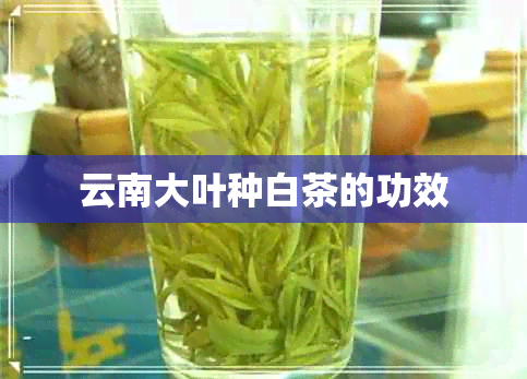 云南大叶种白茶的功效