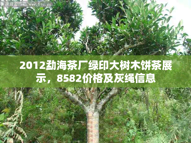 2012勐海茶厂绿印大树木饼茶展示，8582价格及灰绳信息