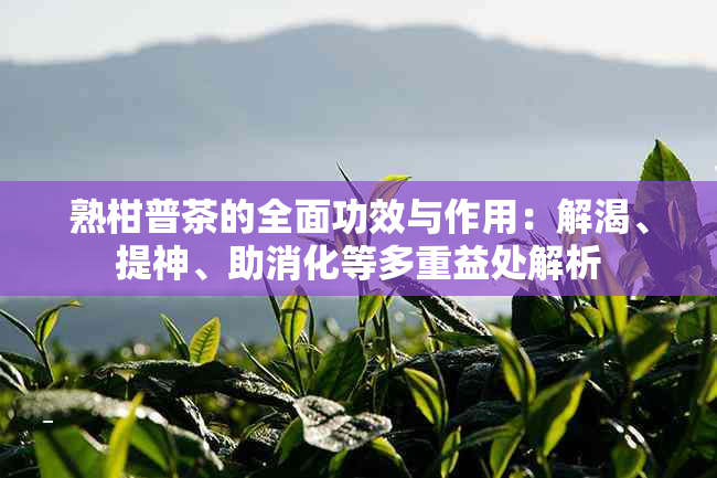 熟柑普茶的全面功效与作用：解渴、提神、助消化等多重益处解析