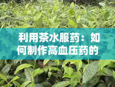  利用茶水服：如何制作高血压的茶疗方案，以及注意事项