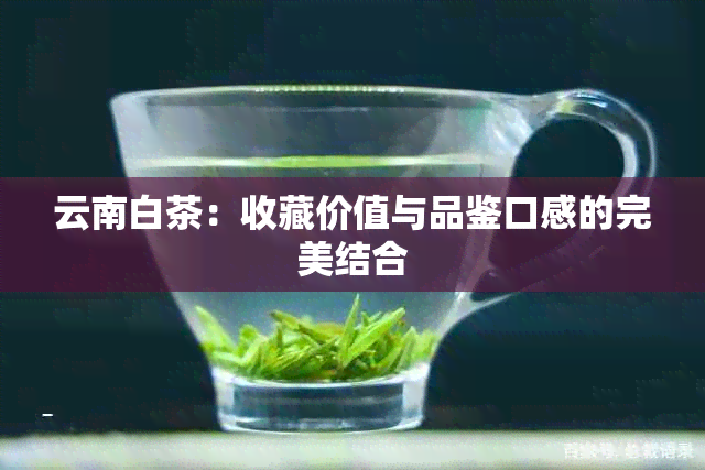 云南白茶：收藏价值与品鉴口感的完美结合