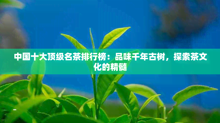 中国十大顶级名茶排行榜：品味千年古树，探索茶文化的精髓