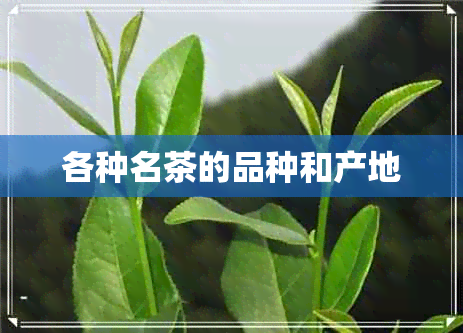 各种名茶的品种和产地