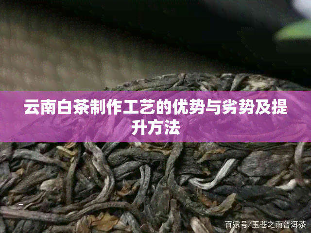 云南白茶制作工艺的优势与劣势及提升方法