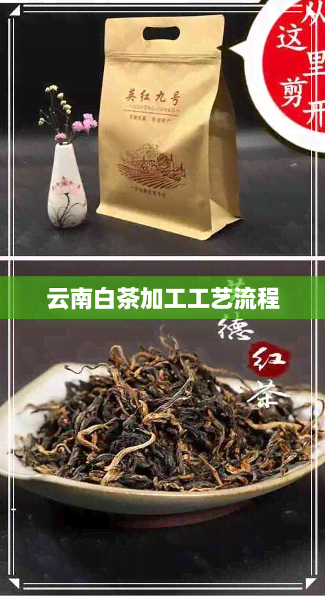 云南白茶加工工艺流程