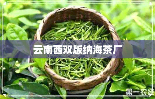 云南西双版纳海茶厂