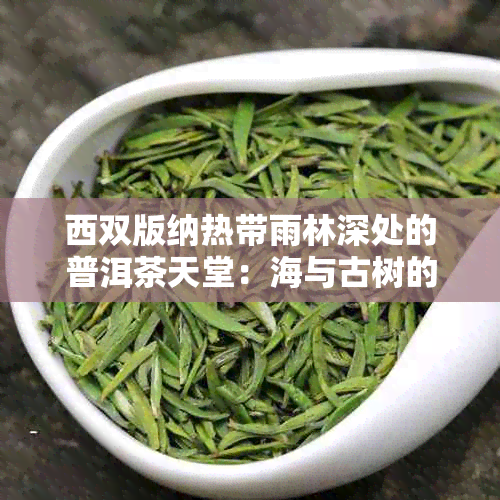 西双版纳热带雨林深处的普洱茶天堂：海与古树的故事