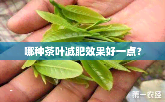 哪种茶叶减肥效果好一点？