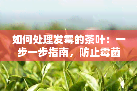 如何处理发霉的茶叶：一步一步指南，防止霉菌污染并恢复茶叶品质