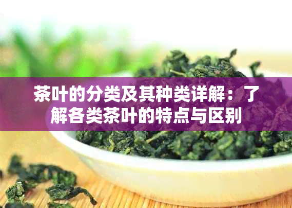 茶叶的分类及其种类详解：了解各类茶叶的特点与区别