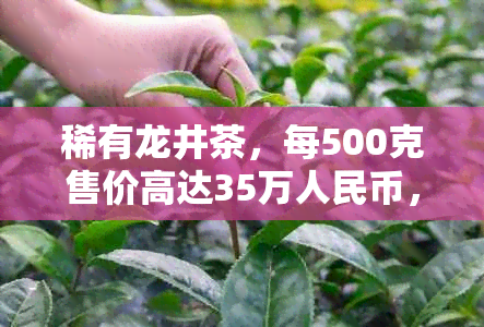 稀有龙井茶，每500克售价高达35万人民币，你知道它的由来和独特之处吗？