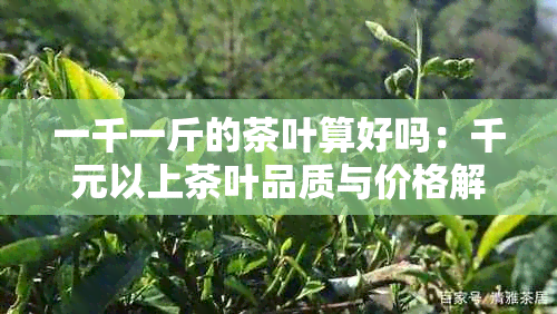 一千一斤的茶叶算好吗：千元以上茶叶品质与价格解析