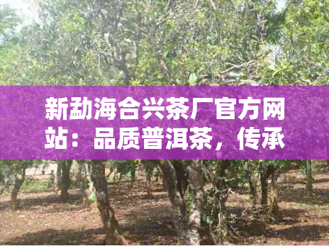 新勐海合兴茶厂官方网站：品质普洱茶，传承古法制茶工艺