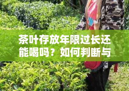 茶叶存放年限过长还能喝吗？如何判断与处理？