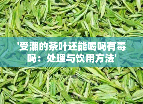 '受潮的茶叶还能喝吗有吗：处理与饮用方法'