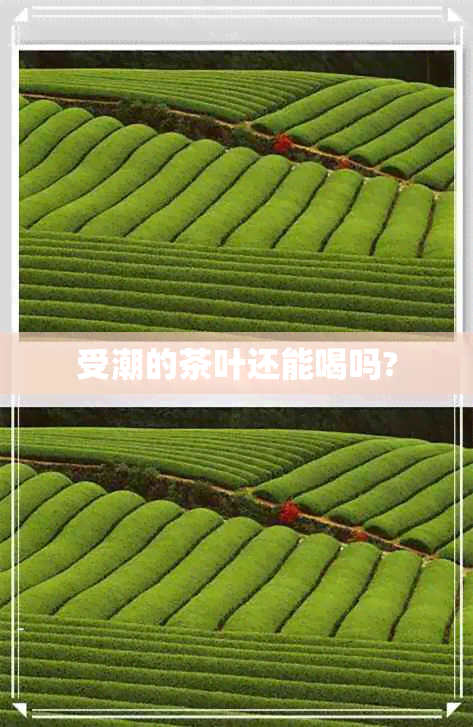 受潮的茶叶还能喝吗?