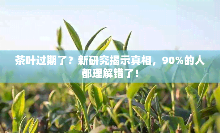 茶叶过期了？新研究揭示真相，90%的人都理解错了！