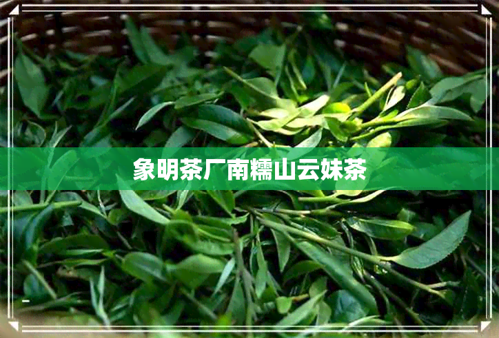 象明茶厂南糯山云妹茶