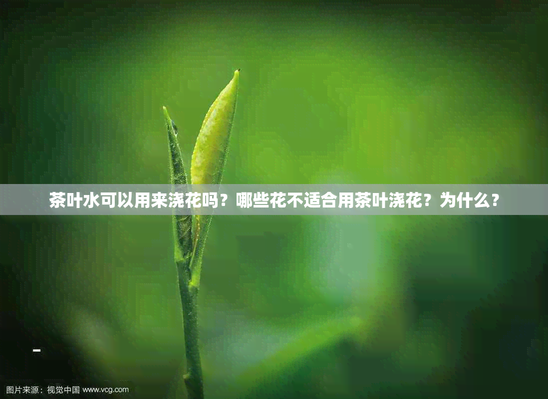 茶叶水可以用来浇花吗？哪些花不适合用茶叶浇花？为什么？