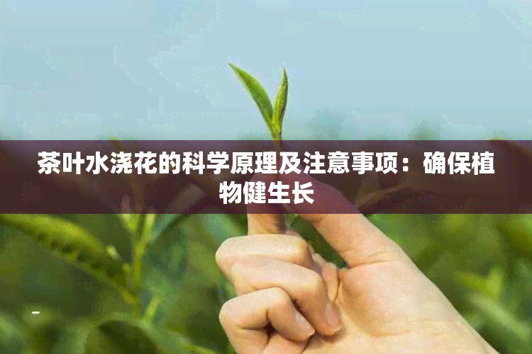 茶叶水浇花的科学原理及注意事项：确保植物健生长