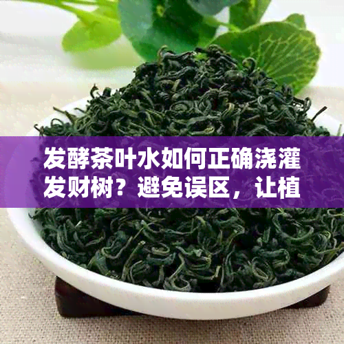 发酵茶叶水如何正确浇灌发财树？避免误区，让植物茁壮成长