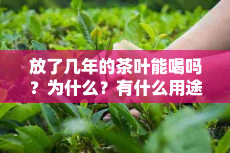 放了几年的茶叶能喝吗？为什么？有什么用途？