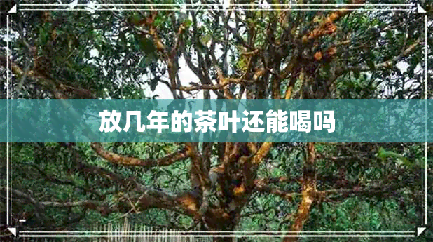 放几年的茶叶还能喝吗