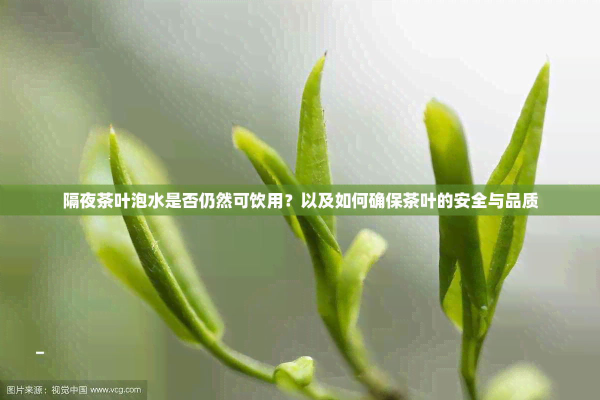 隔夜茶叶泡水是否仍然可饮用？以及如何确保茶叶的安全与品质