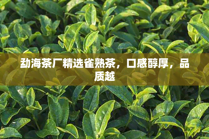 勐海茶厂精选雀熟茶，口感醇厚，品质越