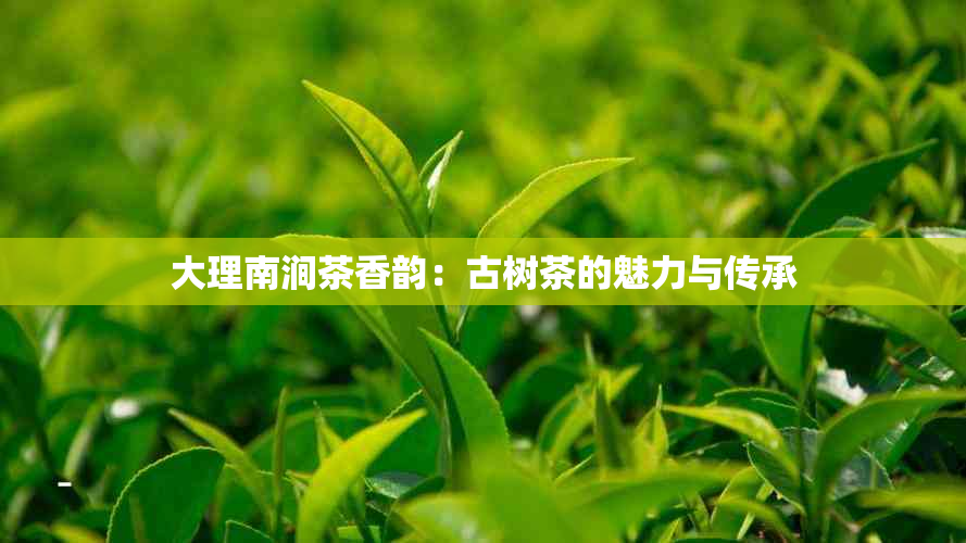 大理南涧茶香韵：古树茶的魅力与传承