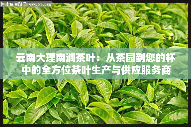 云南大理南涧茶叶：从茶园到您的杯中的全方位茶叶生产与供应服务商