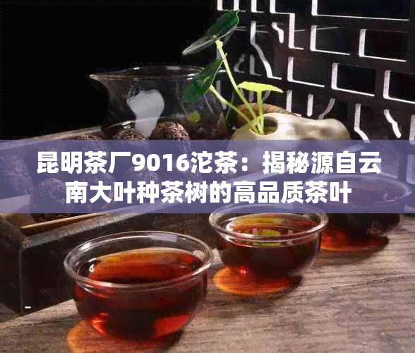 昆明茶厂9016沱茶：揭秘源自云南大叶种茶树的高品质茶叶