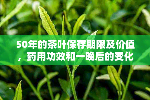 50年的茶叶保存期限及价值，用功效和一晚后的变化