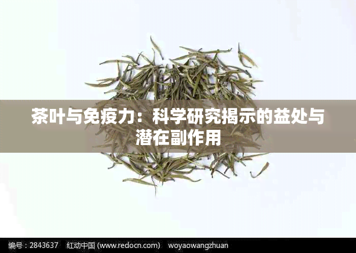 茶叶与免疫力：科学研究揭示的益处与潜在副作用