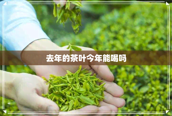 去年的茶叶今年能喝吗