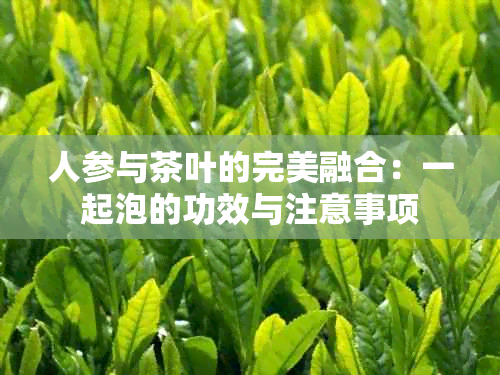 人参与茶叶的完美融合：一起泡的功效与注意事项