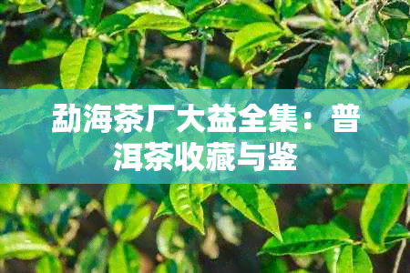 勐海茶厂大益全集：普洱茶收藏与鉴