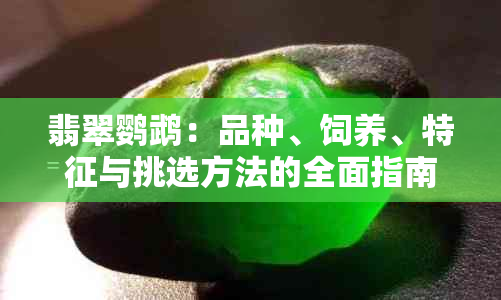 翡翠鹦鹉：品种、饲养、特征与挑选方法的全面指南