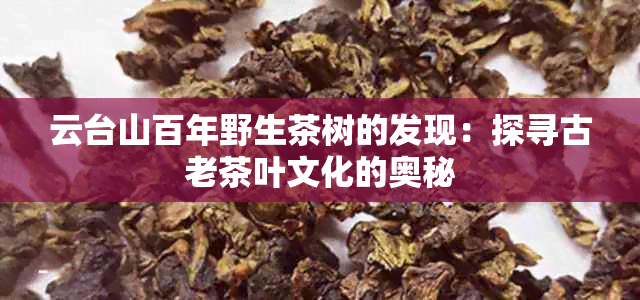 云台山百年野生茶树的发现：探寻古老茶叶文化的奥秘