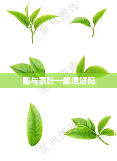 圆与茶叶一起泡好吗