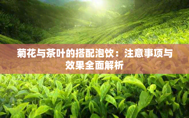 菊花与茶叶的搭配泡饮：注意事项与效果全面解析