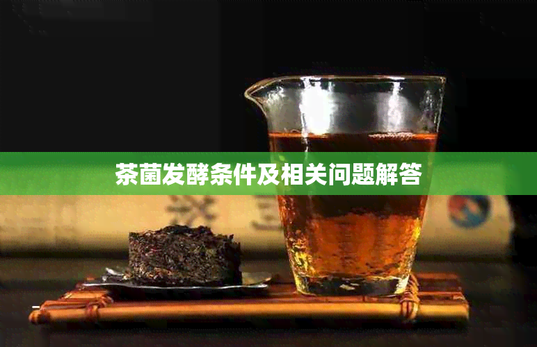 茶菌发酵条件及相关问题解答