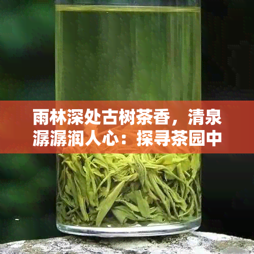 雨林深处古树茶香，清泉潺潺润人心：探寻茶园中的神秘之旅